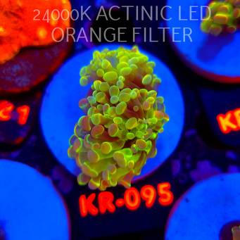 Euphyllia paraancora HOLOGRAM AURORA ULTRA (01.07.2026) KR-243