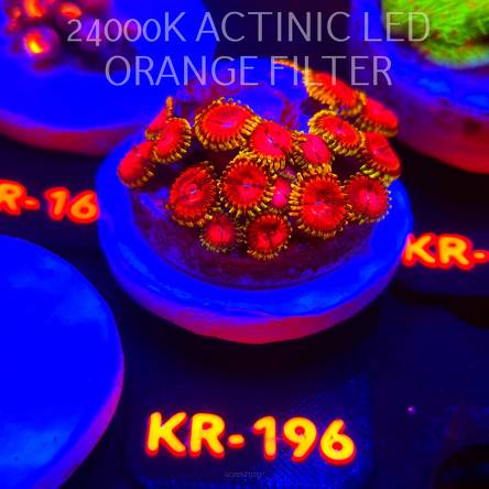 Zoanthus FAKE LIME CHILLI (17.01.2026) KR-196  20P