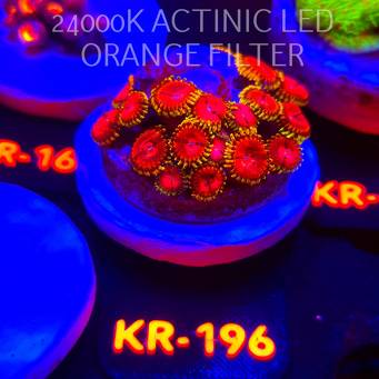 Zoanthus FAKE LIME CHILLI (17.01.2026) KR-196  20P