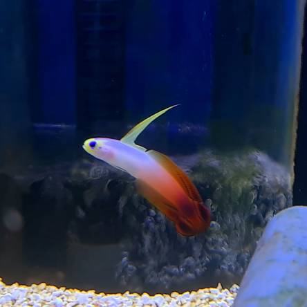 Nemateleotris magnifica rozmiar 6-7cm (Magnifica Firefish)