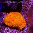  Discosoma ELECTUS CANDY CRUSH (03.06.2025)  5cm