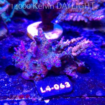 Acropora sp. AUSTRALIA  (07.01.2026) L4-063  8cm