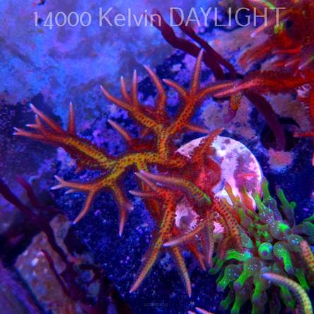 Seriatopora hystrix YELLOW (06.05.2025)  10cm