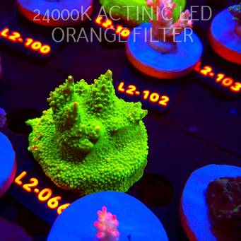Acropora RR RAINBOW LOOM (14.08.2026) L2-066  6cm
