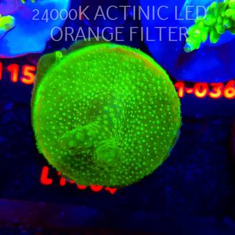 Acropora RR RAINBOW LOOM (09.10.2025) L1-064  6cm