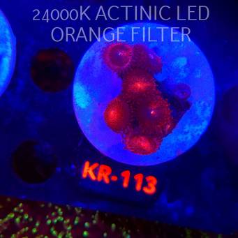 Zoanthus ALIEN EXPLOSION (01.02.2026) KR-113  7P