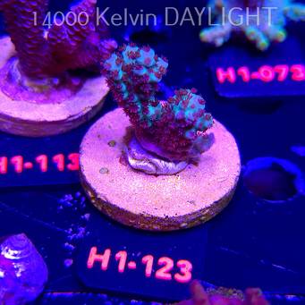 Acropora sarmentosa (01.02.2026) H1-123  3cm