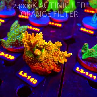 Acropora loripes GOLDEN JAWDROPPER (11.09.2026) L3-140  8cm