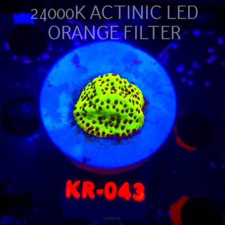 Montipora SNAKE VENOM (13.02.2026) KR-043  2cm