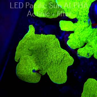 Montipora capricornis TOXIC GREEN (23.01.2025)  8cm