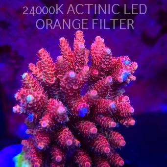 Acropora HYACINTHUS CORALSEA (07.02.2026)  10cm