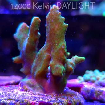 Acropora sp. AUSTRALIA (21.06.2025) L4-I-36  5cm