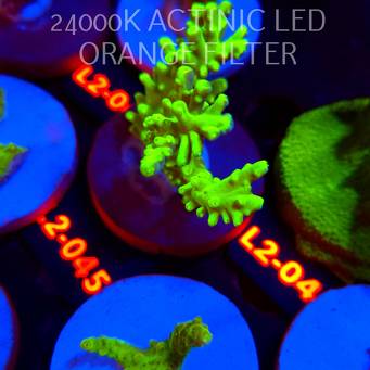 Acropora loripes GREEN DRAGON (14.08.2026) L2-045  9cm