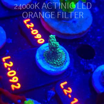 Acropora sp. AUSTRALIA (12.11.2025) L2-092  3cm