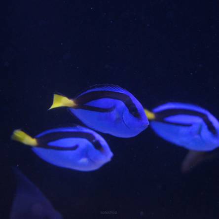 Paracanthurus hepatus 4cm