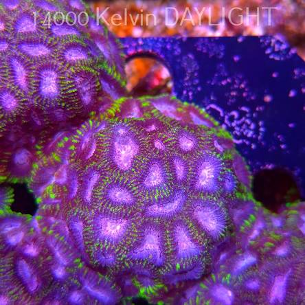 Favia WWC SPACE MONKEY (23.11.2025)  7cm