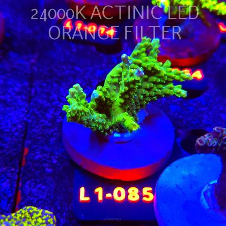 Acropora sp. AUSTRALIA (11.10.2025) L1-085  6cm