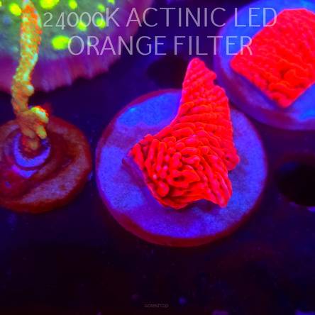 Montipora JASON FOX MEAN STREAK (21.02.2026)  5cm