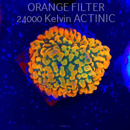  Montipora JASON FOX BEACH BUM (13.06.2025)  3cm