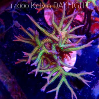 Seriatopora hystrix YELLOW (06.05.2025)  10cm