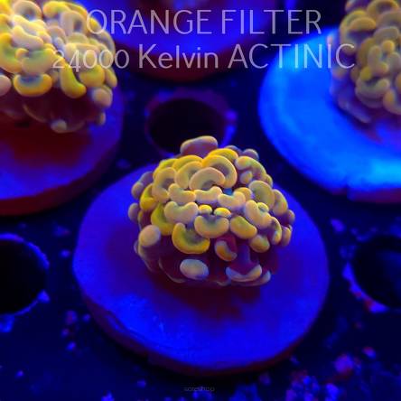  K.O. Euphyllia paraancora GOLDENROD HAMMER (12.12.2025)  2 HEADS