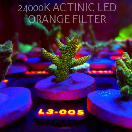 Acropora MILLEPORA SUNSET (10.09.2026) L3-005  5cm