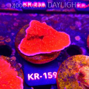 Montipora JASON FOX SUNBURST (01.09.2026) KR-159  5cm