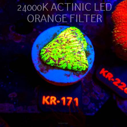 Echinophyllia MOONFIRE RIDGE (09.10.2026) KR-171  4cm