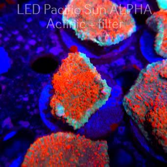 Echinophyllia Lava Rush Chalice (22.01.2025)  5cm