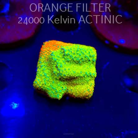 Montipora danae Jason Fox Fruity Pebbles (04.10.2025)  4cm