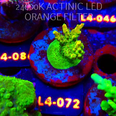 Acropora GOLD FEVER (07.01.2026) L4-072  5cm