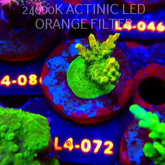 Acropora GOLD FEVER (07.01.2026) L4-072  5cm