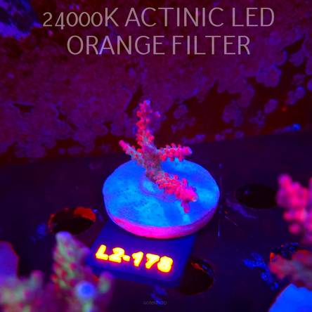 Acropora CEREALIS RED (14.08.2026) L2-178  5cm