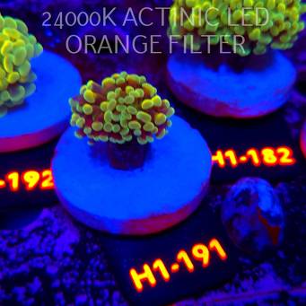 Euphyllia paraancora AUSSIE GREEN HOLOGRAM HAMMER (01.07.2026) H1-191