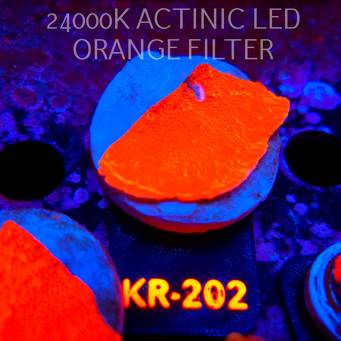 Montipora JASON FOX SUNBURST (07.08.2026) KR-202  5cm