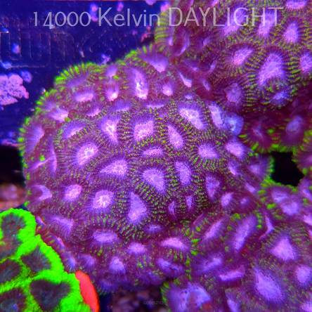 Favia WWC SPACE MONKEY (23.11.2025)  7cm