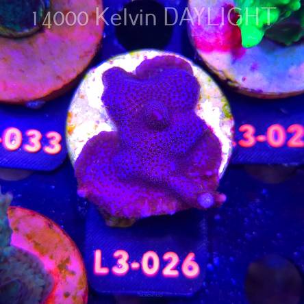 Montipora digitata PURPLE (04.01.2025) L3-026  5cm