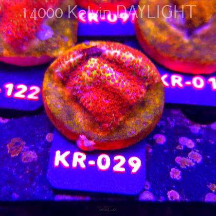 Stylocoeniella JASON FOX BURNING BANANA (01.09.2026) KR-029  4cm
