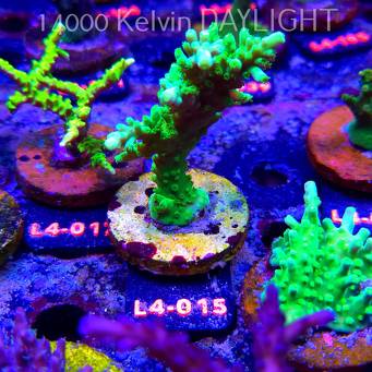 Acropora AUSTERA BANANA (07.01.2026) L4-015  12cm