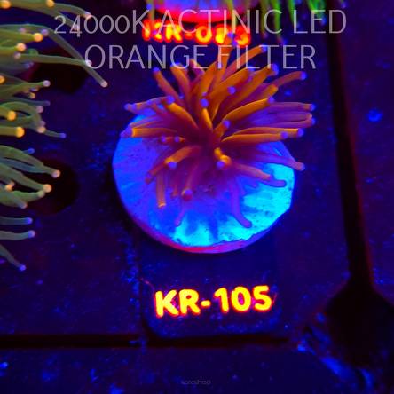 Euphyllia glabrescens DRAGON SOUL (17.01.2026) KR-130