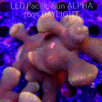 Porites cylindrica YELLOW (23.01.2025)  10cm
