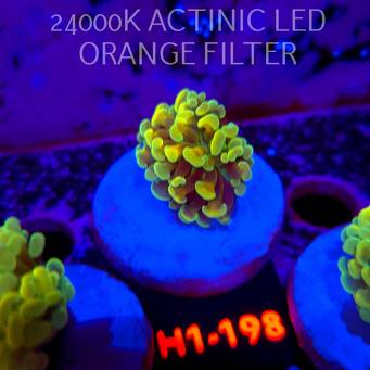 Euphyllia paraancora AUSSIE GREEN HOLOGRAM HAMMER (01.07.2026) H1-198