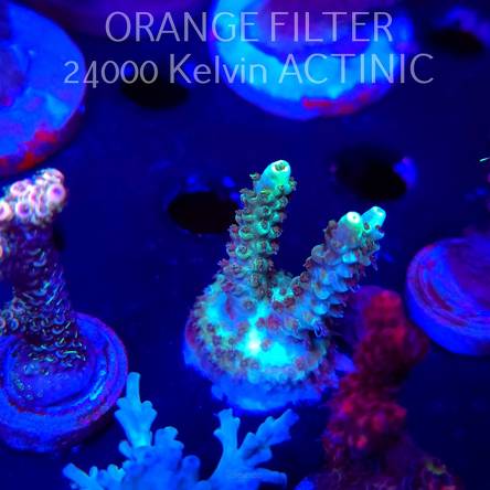 Acropora aculeus CORAL SEA (04.10.2025)  4cm