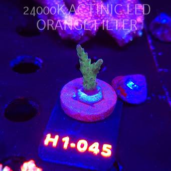 Acropora sp. (01.02.2026) H1-045  3cm