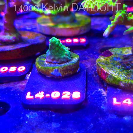 Acropora sp. AUSTRALIA (06.01.2026) L4-028  1.5cm