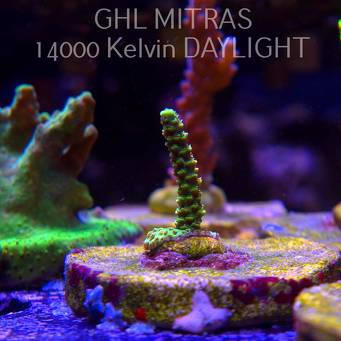 Acropora JMC YELLOW SPECIAL (20.02.2025) L4-I-35  4cm