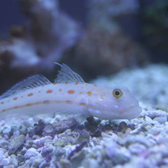 Valenciennea puellaris 5-7 cm 