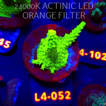 Acropora formosa TOXIC GREEN (06.01.2026) L4-052  6cm