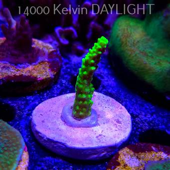 Acropora sp. AUSTRALIA  (21.06.2025) L4-II-24  5cm
