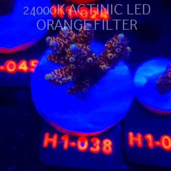 Acropora cytherea GOLD CORAL SEA (25.10.2025) H1-038  5cm